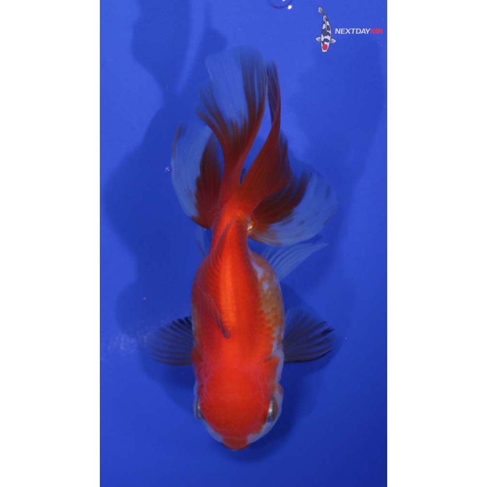 4” Imported Red and White Oranda
