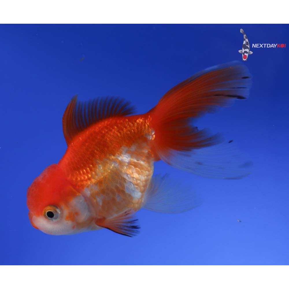 4” Imported Red and White Oranda