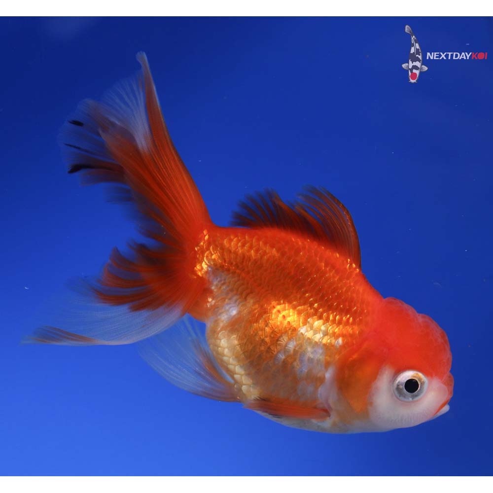 4” Imported Red and White Oranda