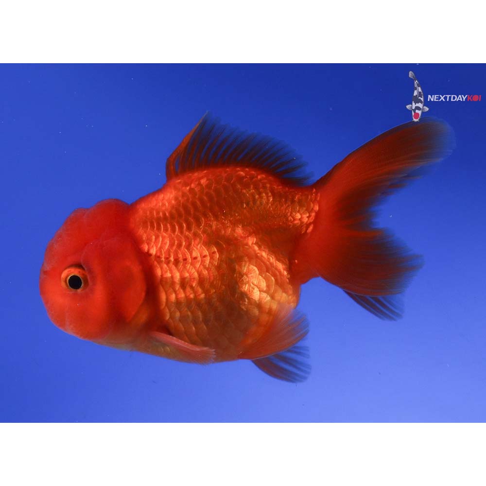 3.5” Imported Male Red Oranda