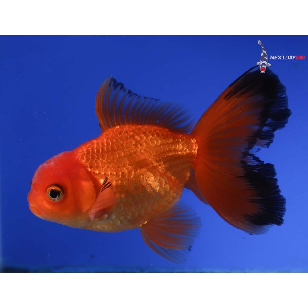 4” Imported Male Red and Black Oranda