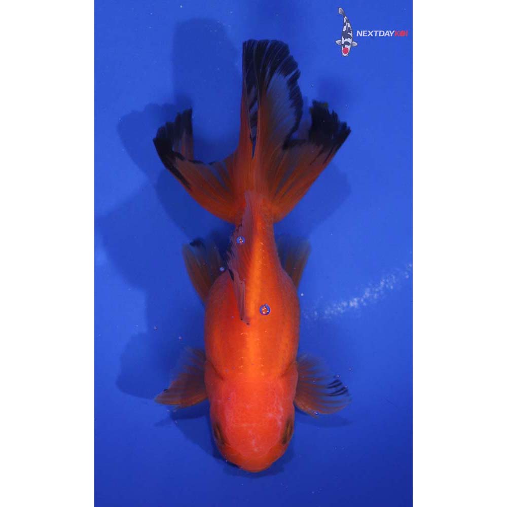 4” Imported Male Red and Black Oranda