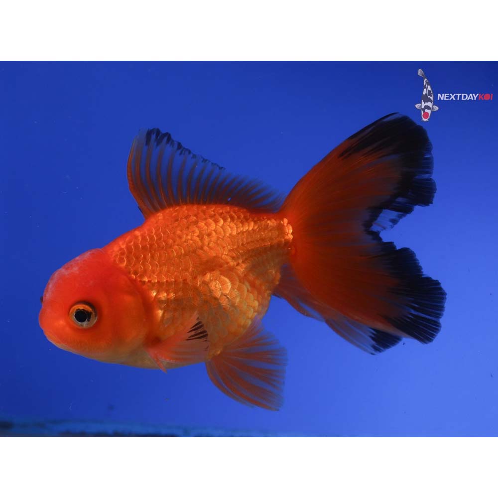 4” Imported Male Red and Black Oranda