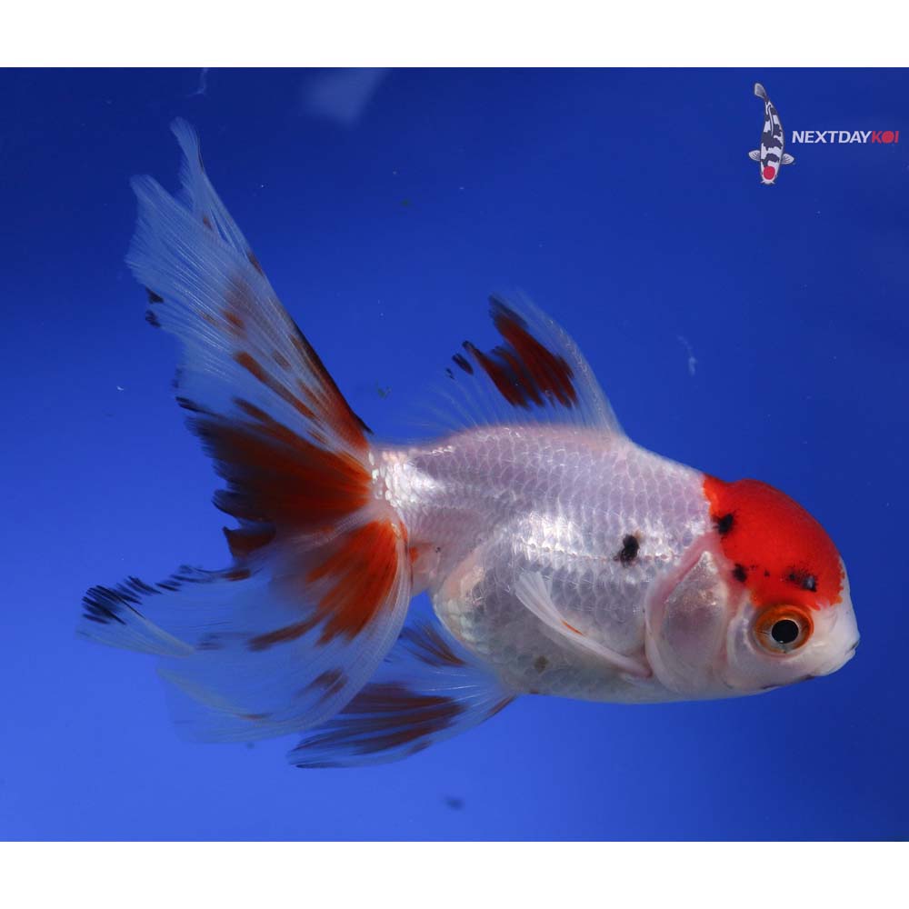 4.5” Imported Calico Oranda