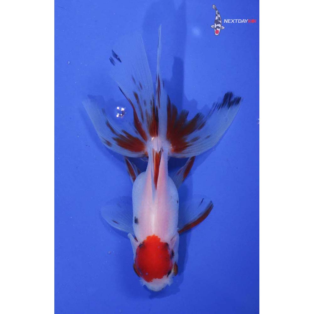 4.5” Imported Calico Oranda