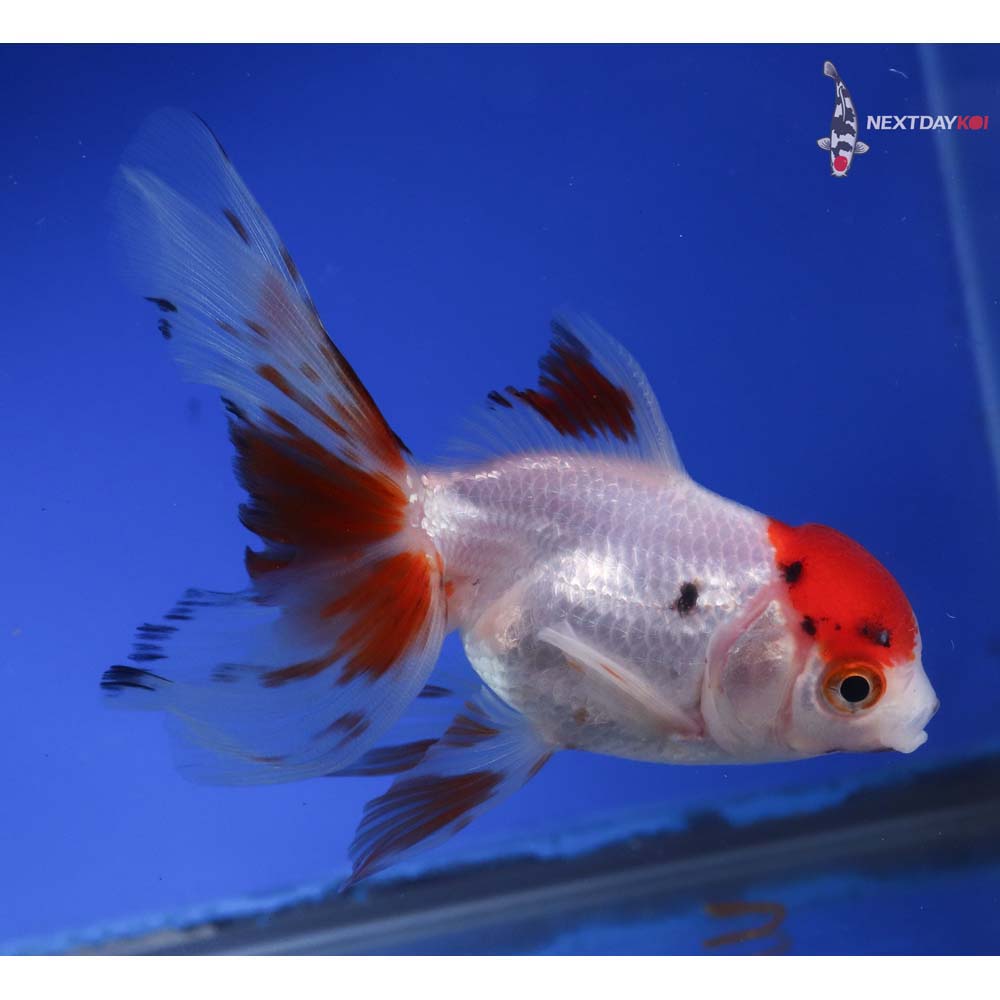 4.5” Imported Calico Oranda