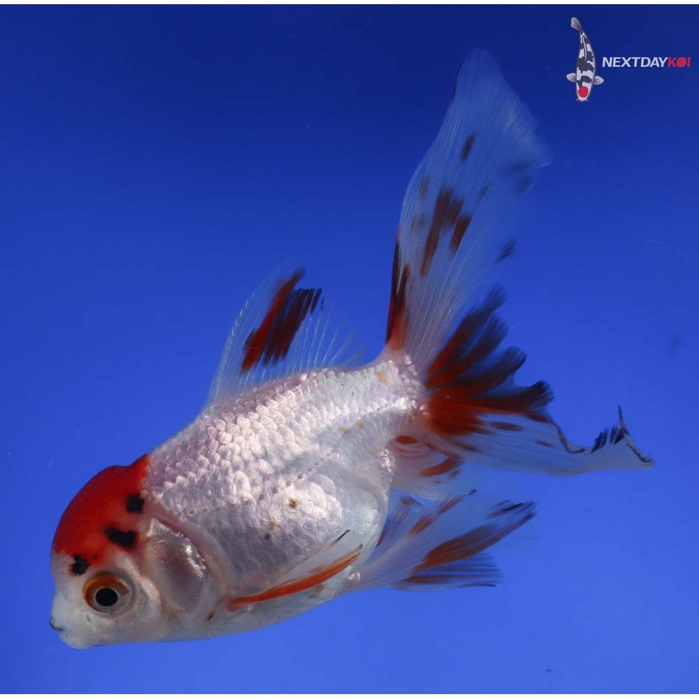 4.5” Imported Calico Oranda