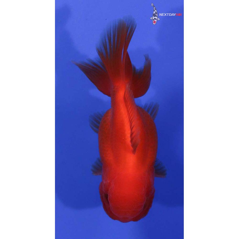 3.5” Imported Male Red Oranda