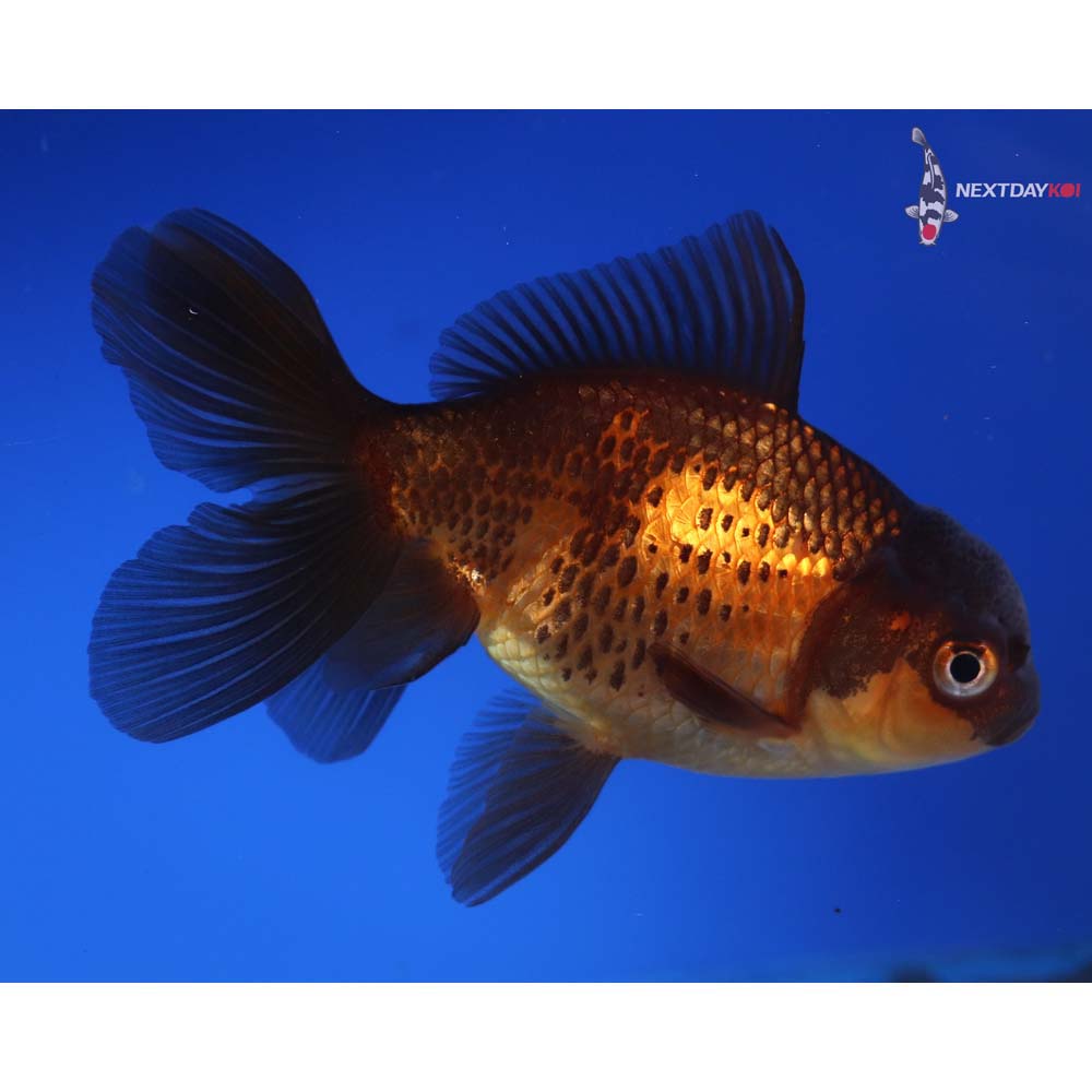 4” Imported Red and Black Oranda