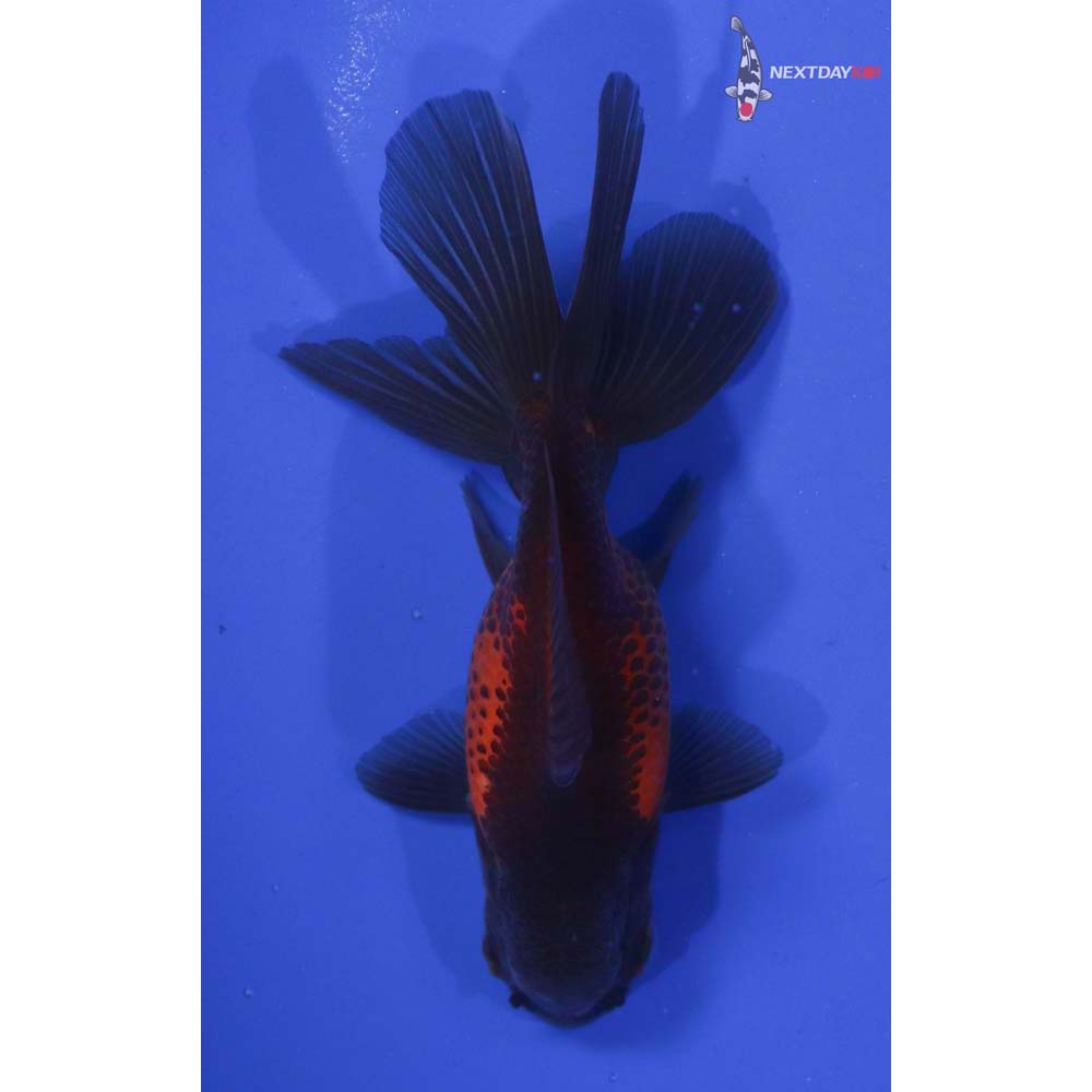 4” Imported Red and Black Oranda