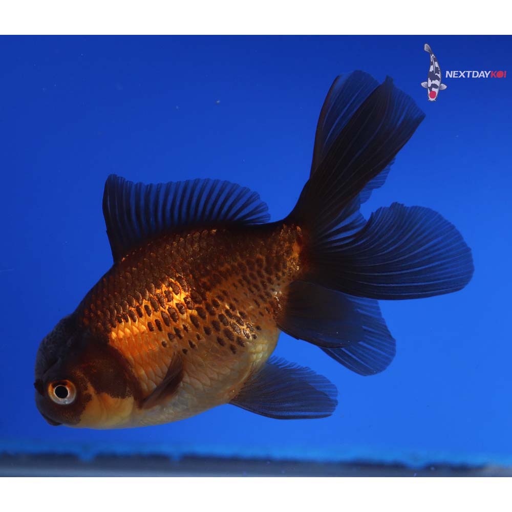 4” Imported Red and Black Oranda