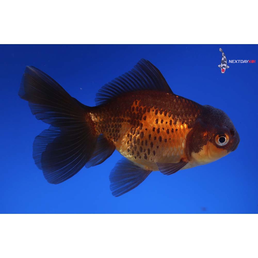 4” Imported Red and Black Oranda