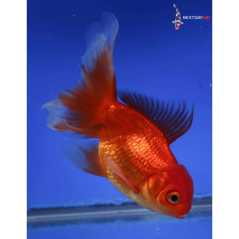 4” Imported Male Red Oranda