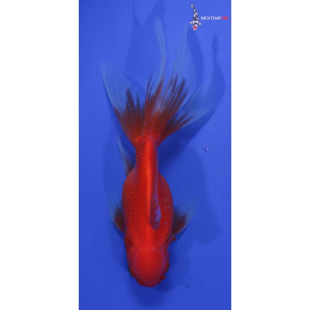 4” Imported Male Red Oranda