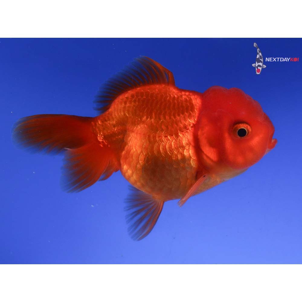 3.5” Imported Male Red Oranda