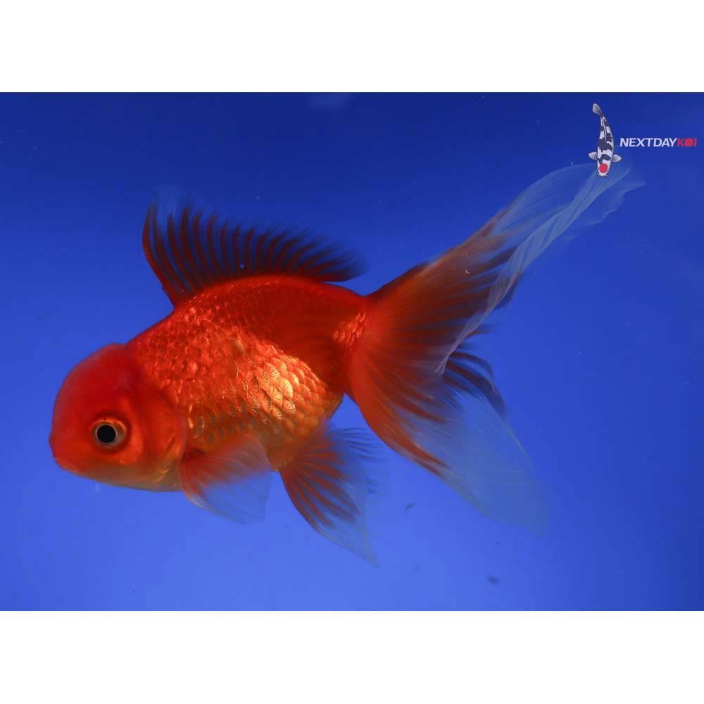 4” Imported Male Red Oranda