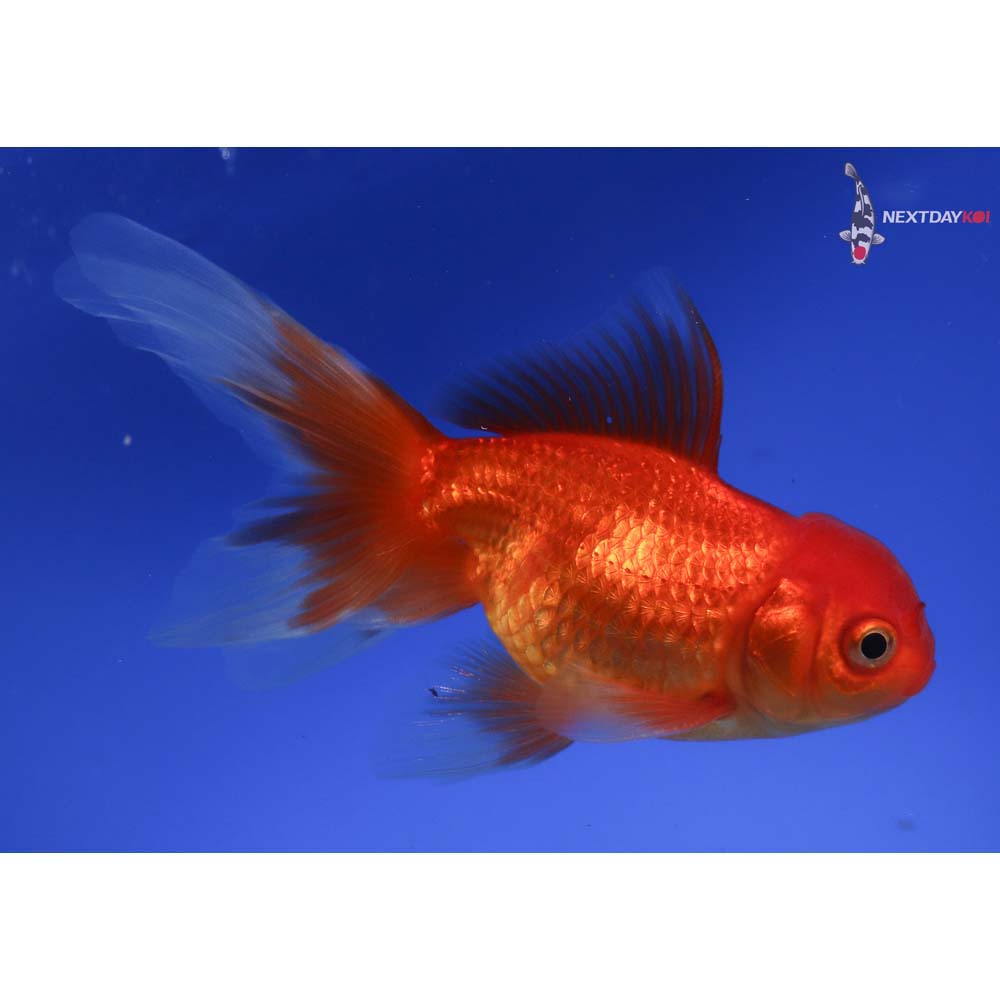 4” Imported Male Red Oranda