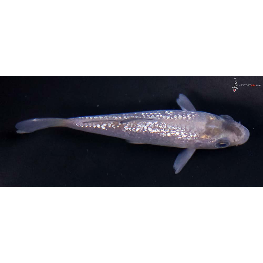 3” Imported Gin Rin Soragoi