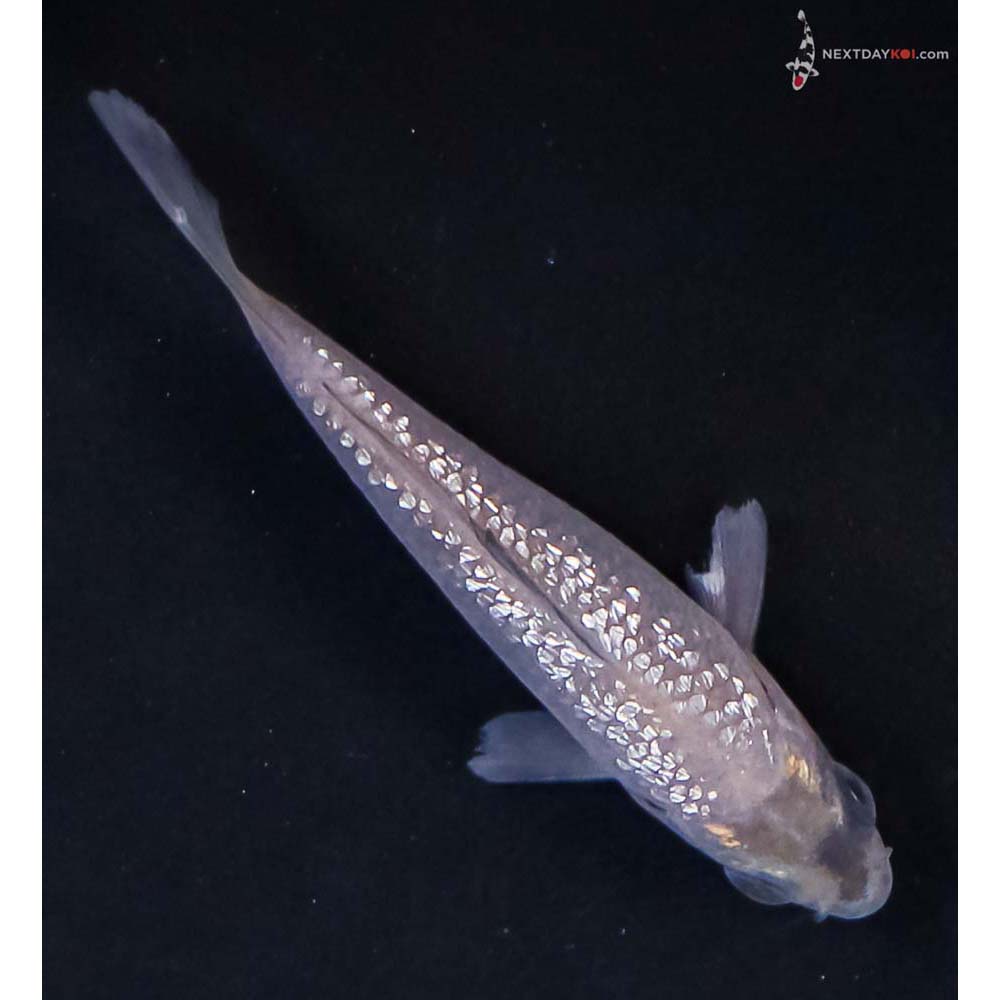 3” Imported Gin Rin Soragoi