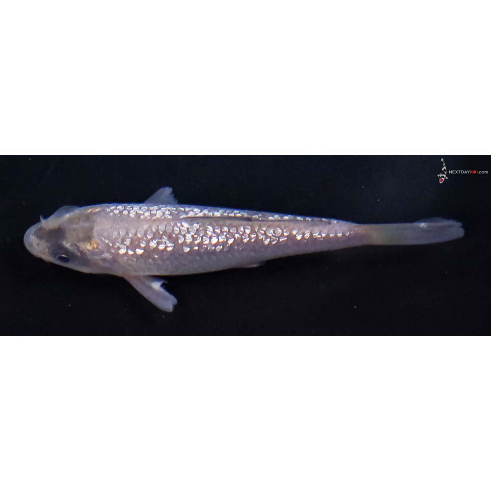 3” Imported Gin Rin Soragoi