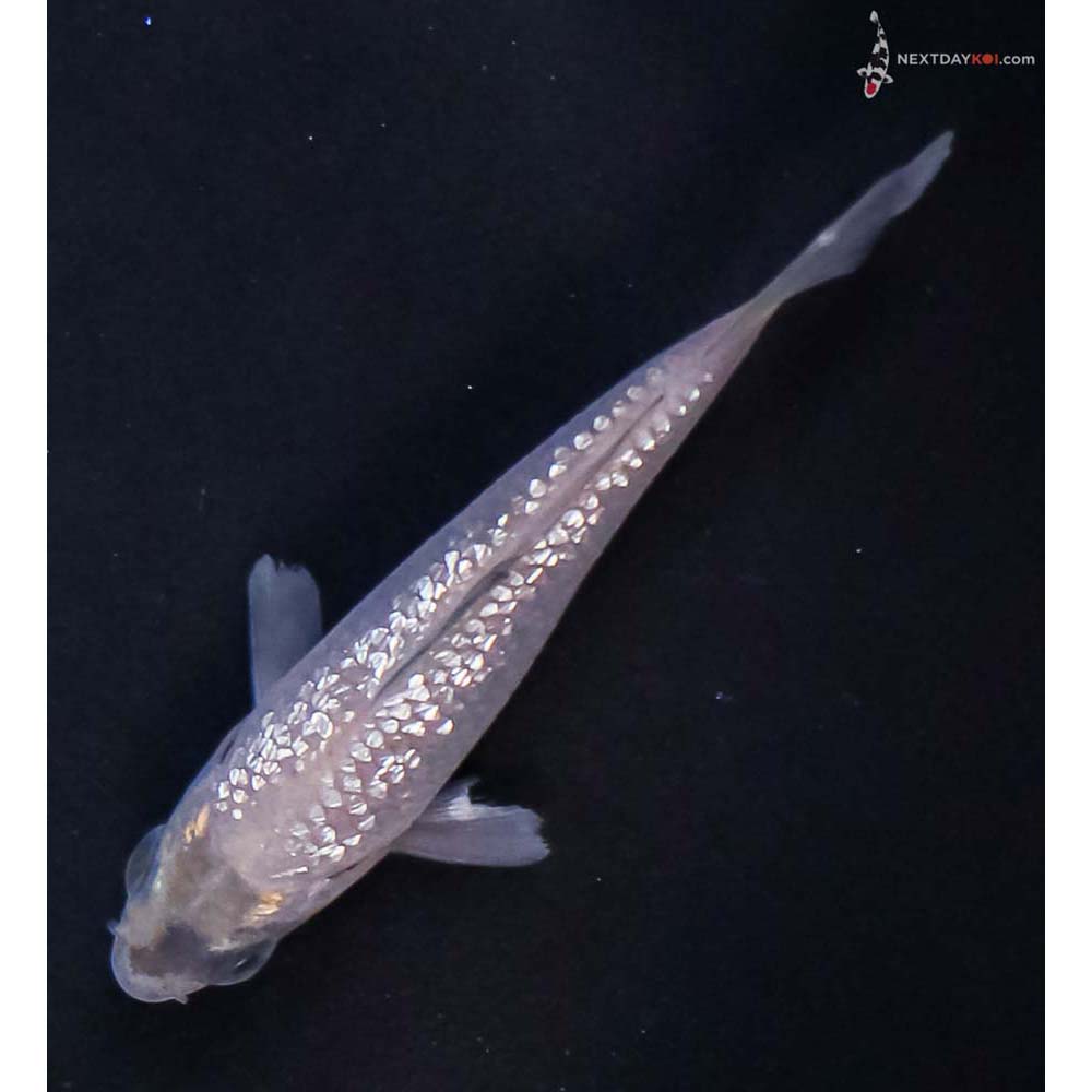 3” Imported Gin Rin Soragoi