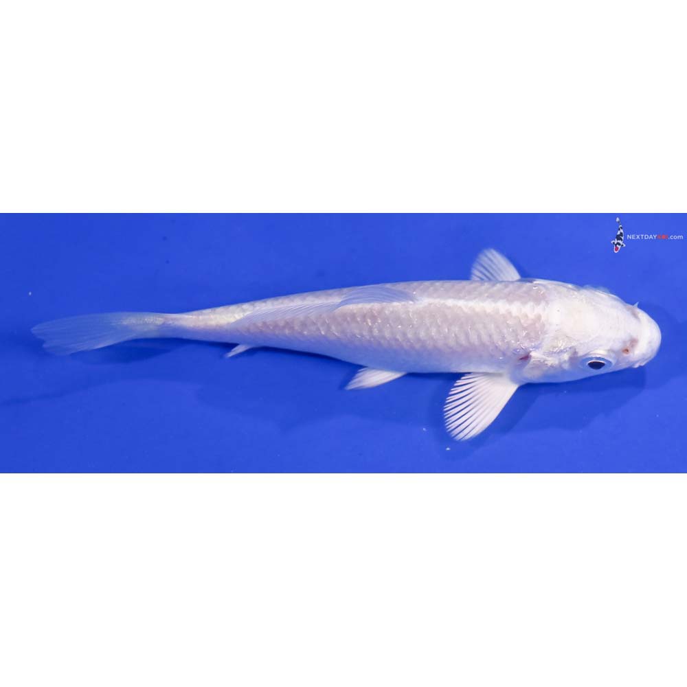 3.5” Imported Platinum Ogon