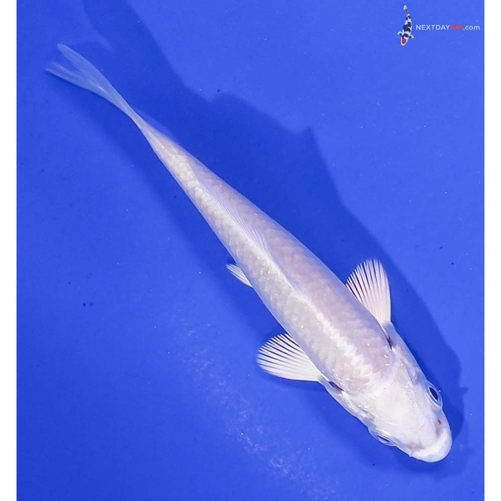 3.5” Imported Platinum Ogon