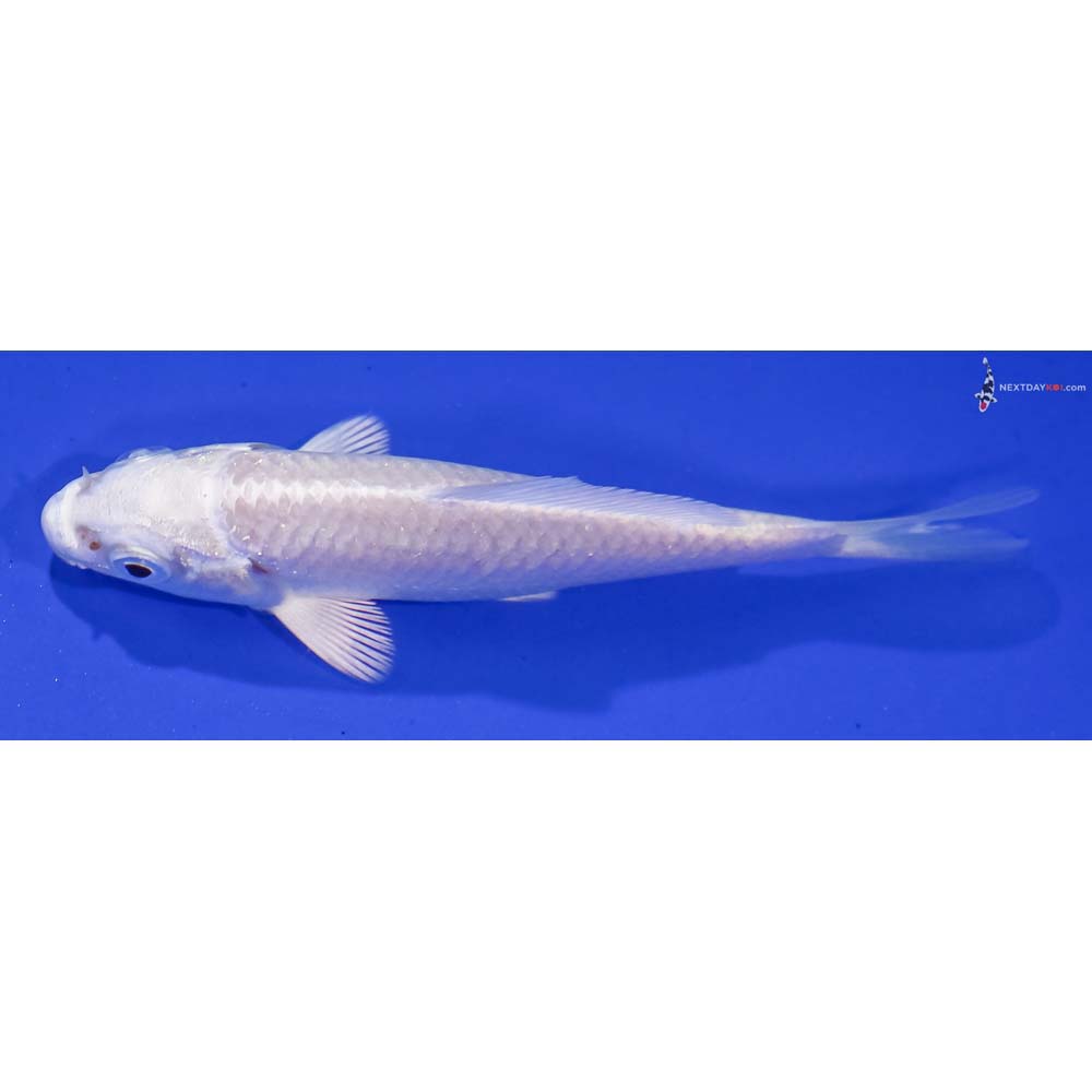 3.5” Imported Platinum Ogon