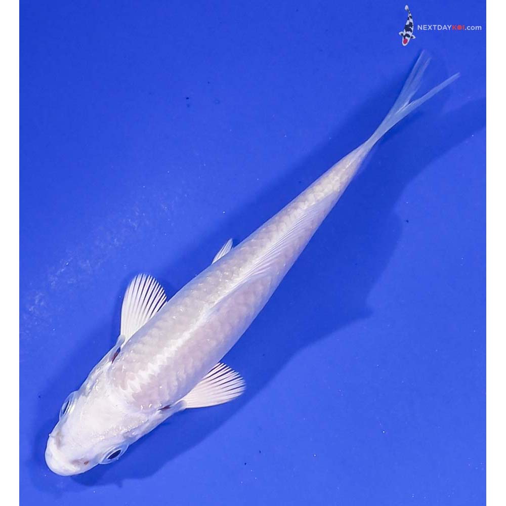 3.5” Imported Platinum Ogon