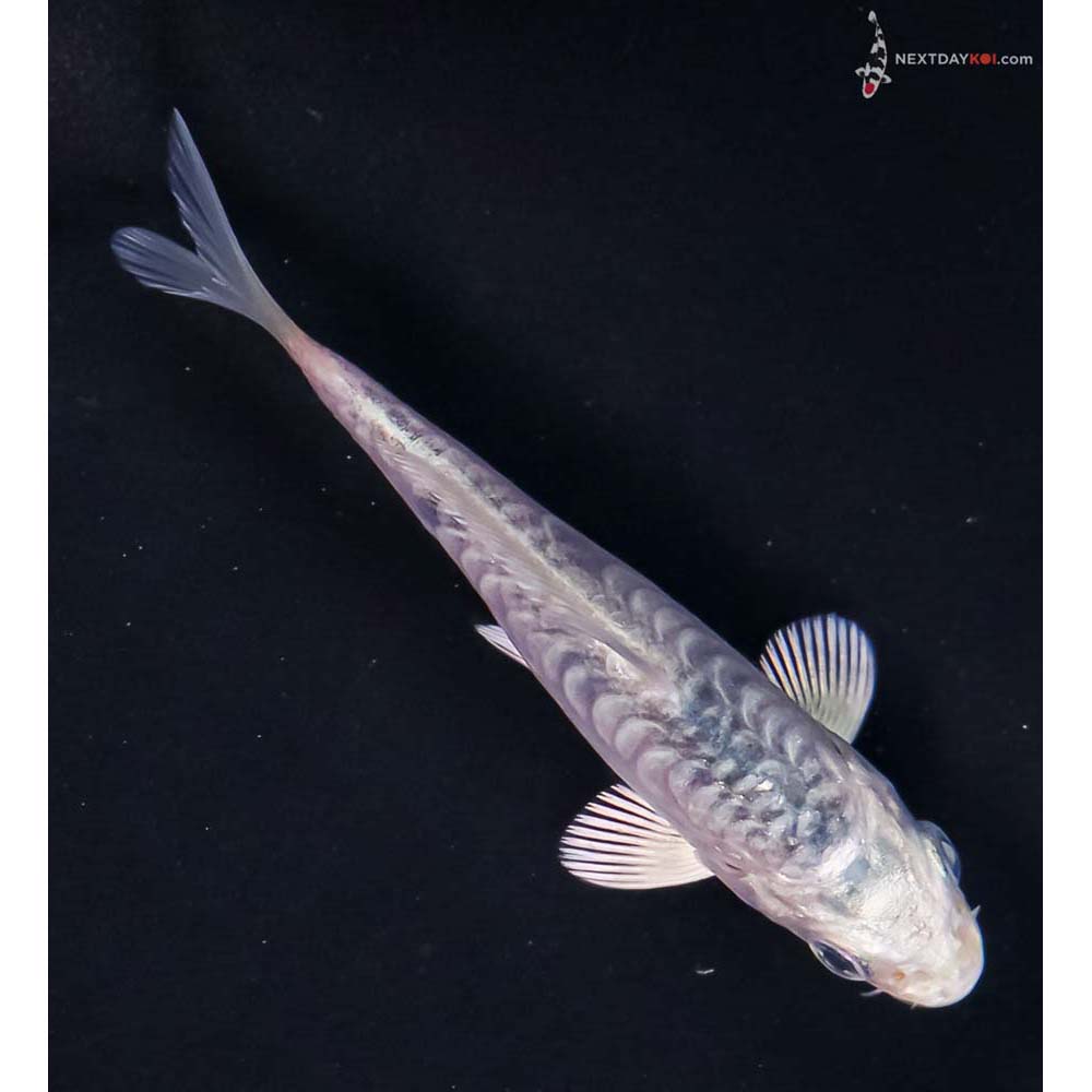 3.5” Imported Armor Scaled Gin Matsuba