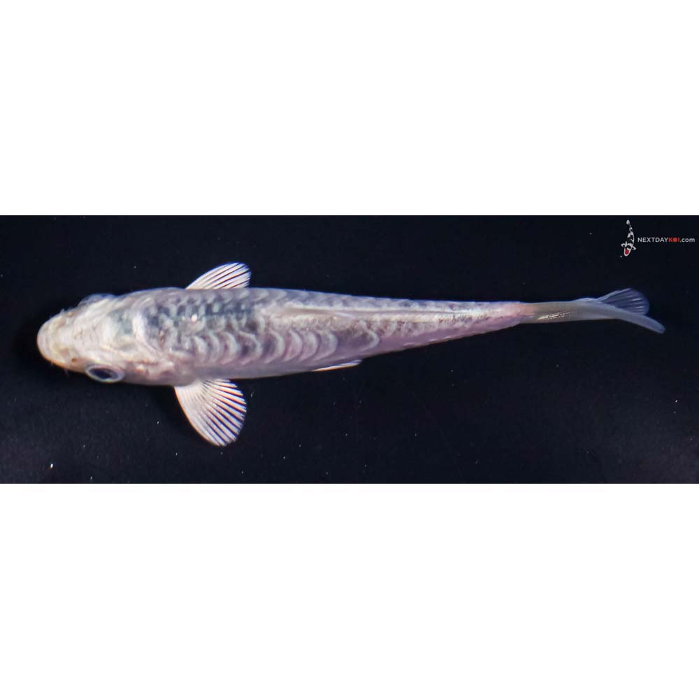 3.5” Imported Armor Scaled Gin Matsuba