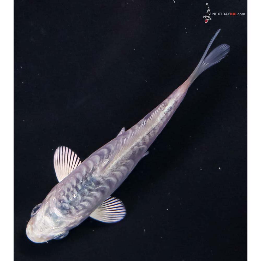 3.5” Imported Armor Scaled Gin Matsuba