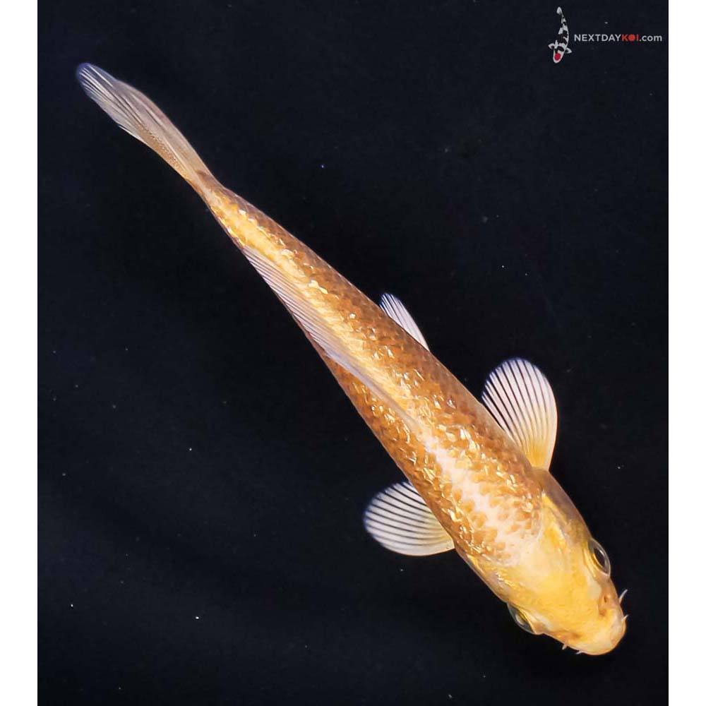 4” Imported Gin Rin Yamabuki Ogon