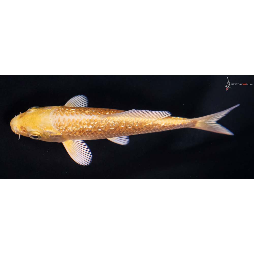 4” Imported Gin Rin Yamabuki Ogon