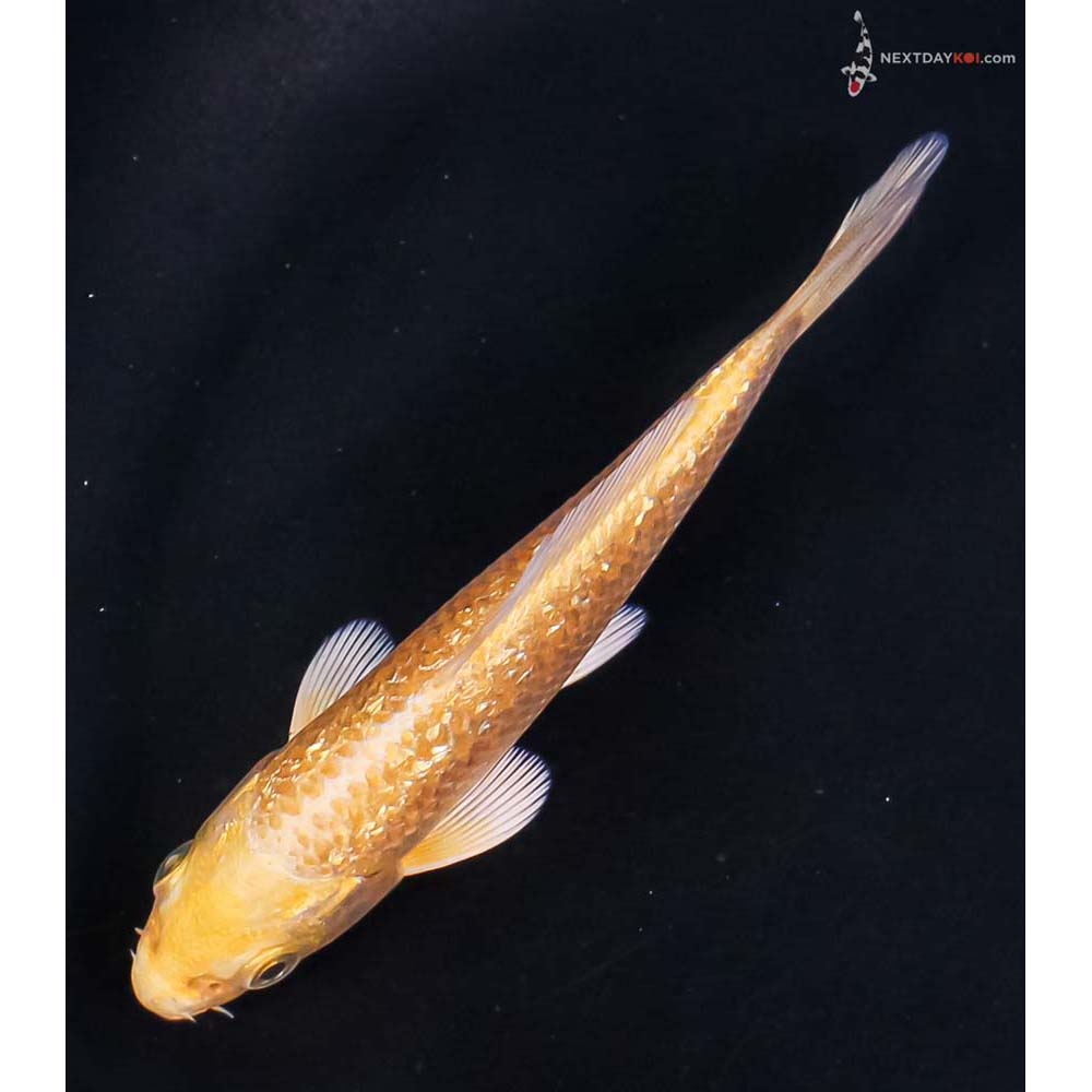 4” Imported Gin Rin Yamabuki Ogon