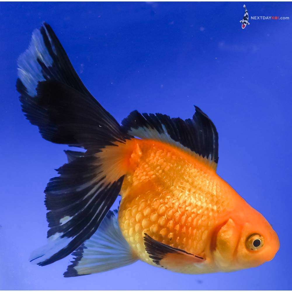 4.5” Imported Yellow and Black Pearlscale