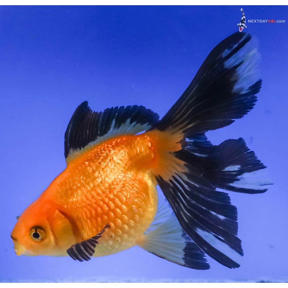 4.5” Imported Yellow and Black Pearlscale