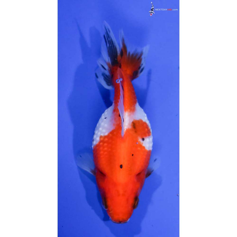 4” Imported Calico Pearlscale