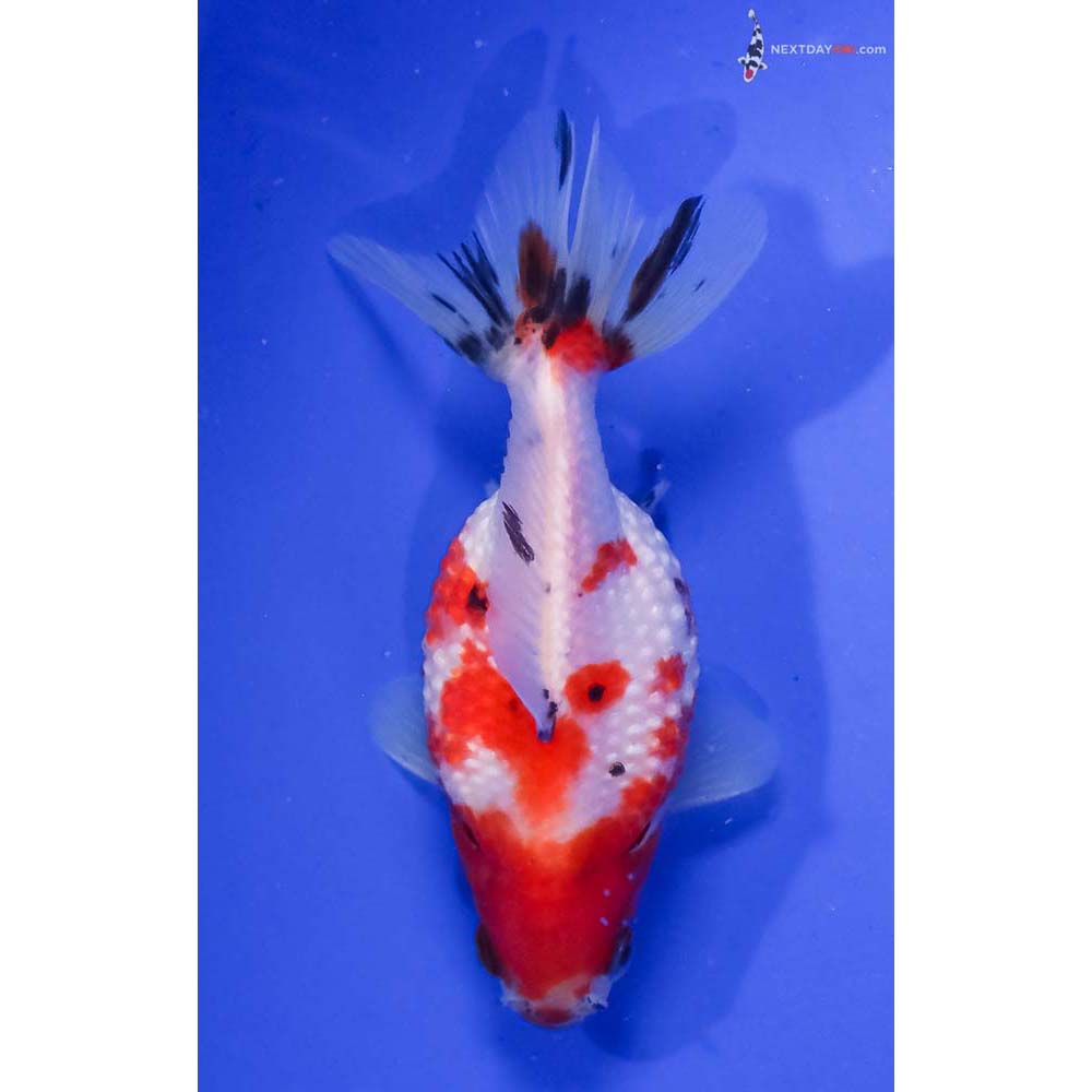 4” Imported Male Calico Pearlscale