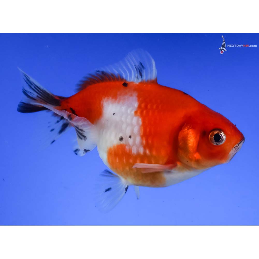 4” Imported Calico Pearlscale