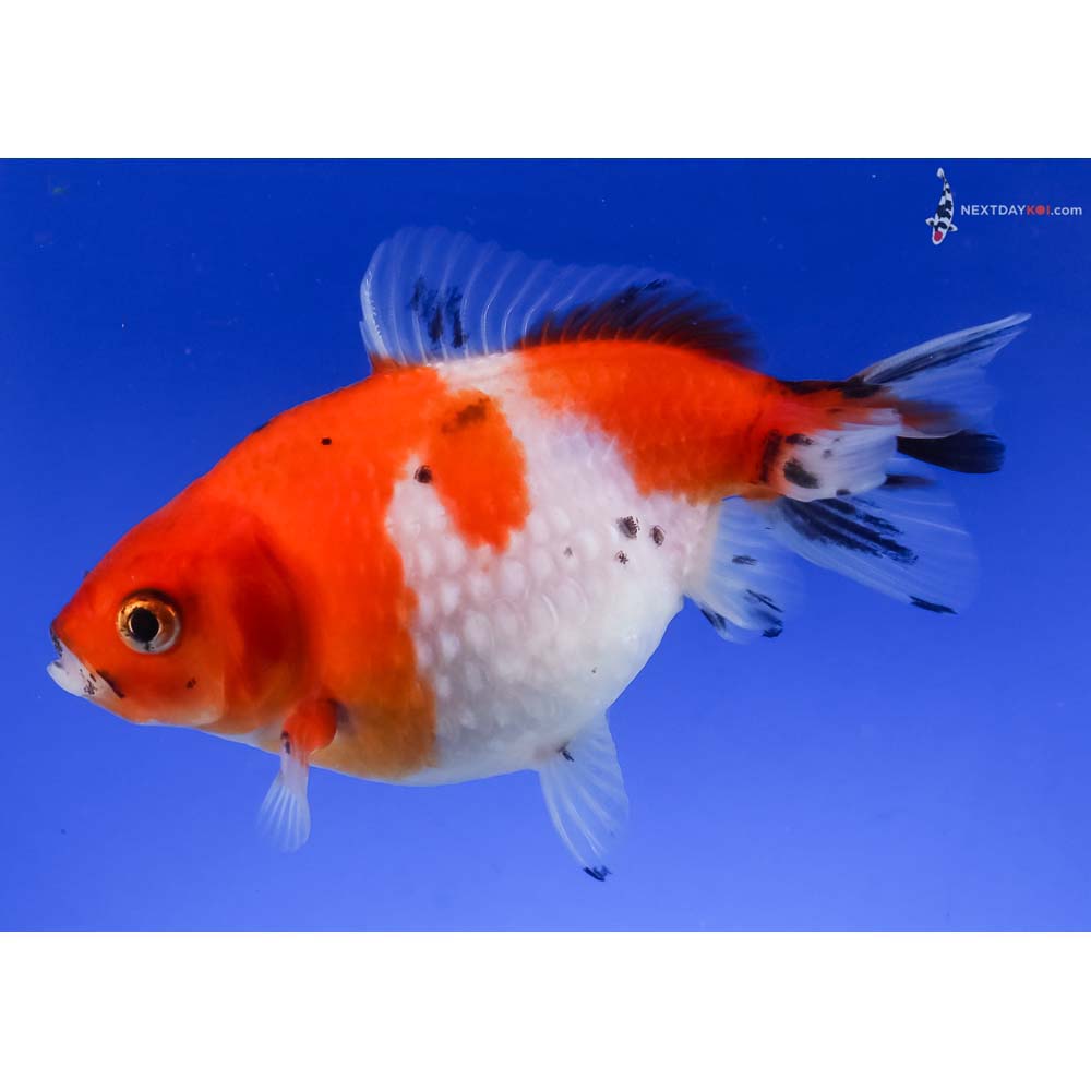 4” Imported Calico Pearlscale