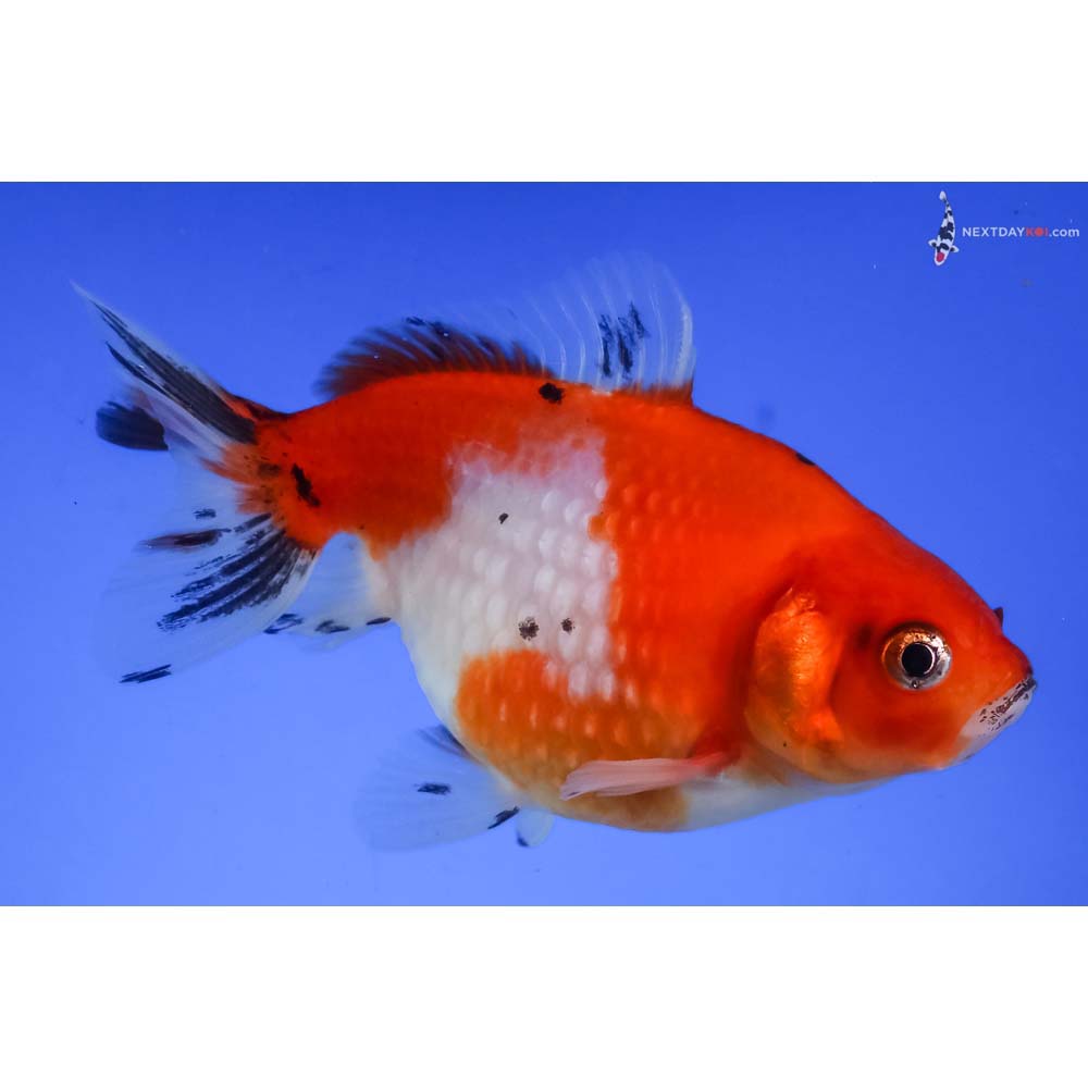 4” Imported Calico Pearlscale