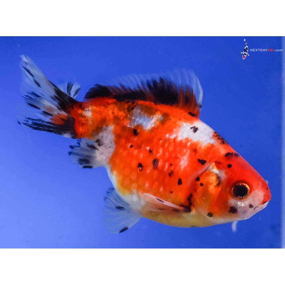 4” Imported Male Calico Pearlscale