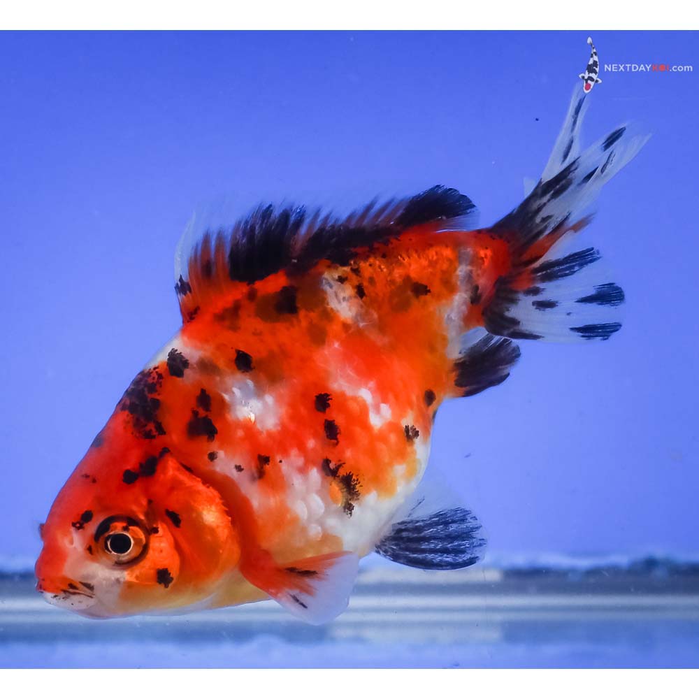 4” Imported Male Calico Pearlscale