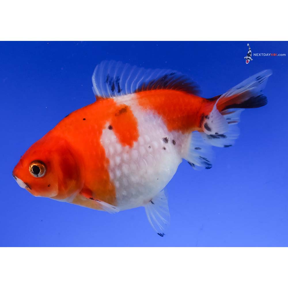 4” Imported Calico Pearlscale