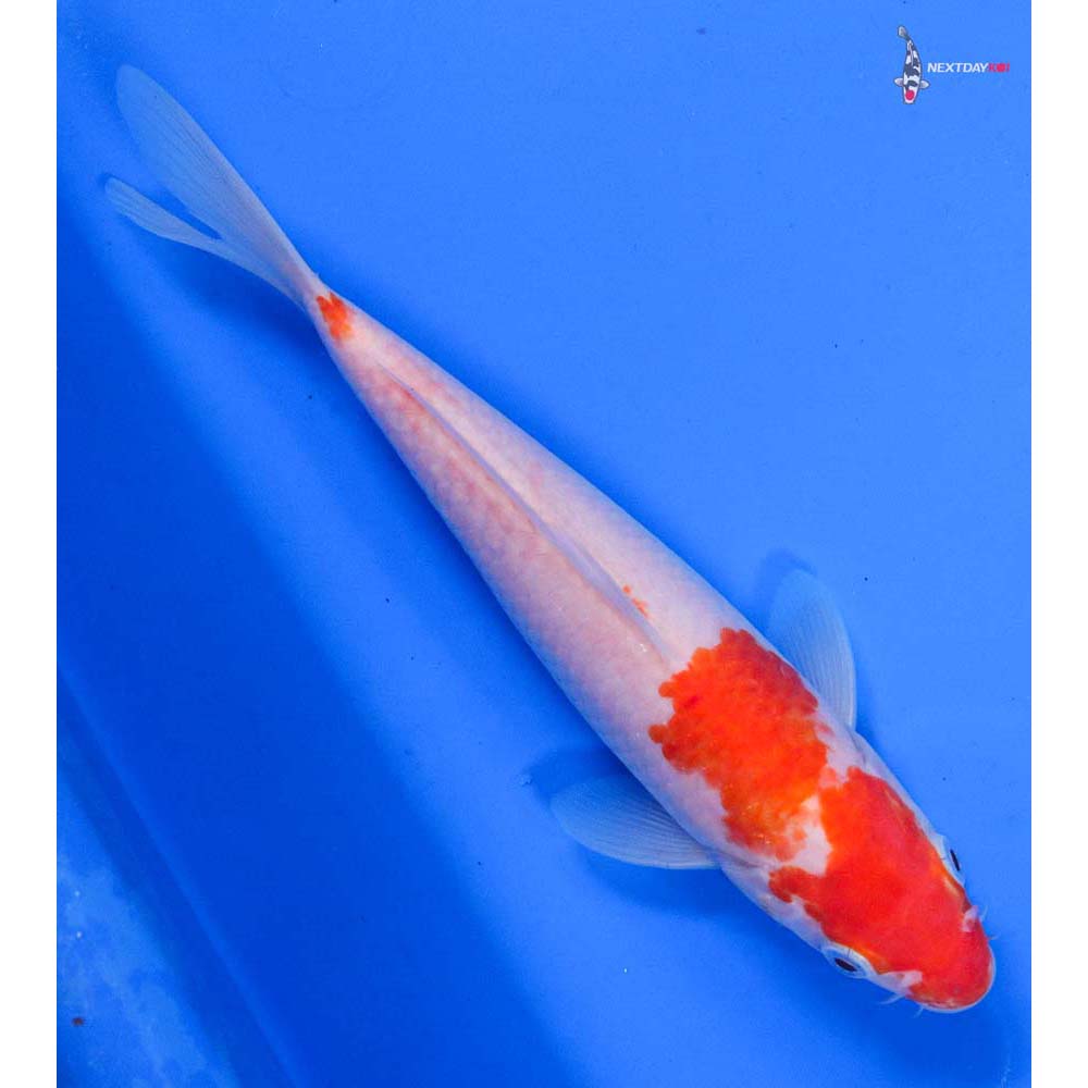 8” Imported Kohaku