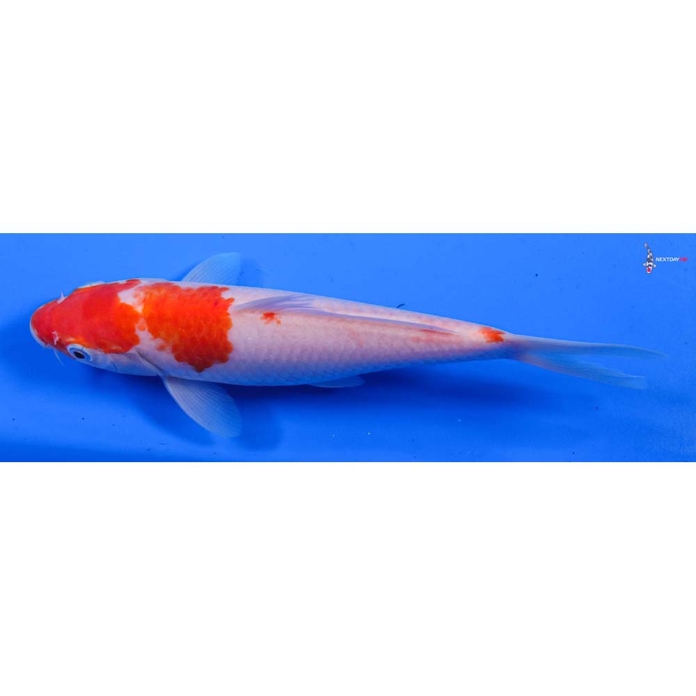 8” Imported Kohaku