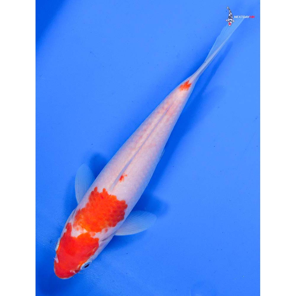 8” Imported Kohaku