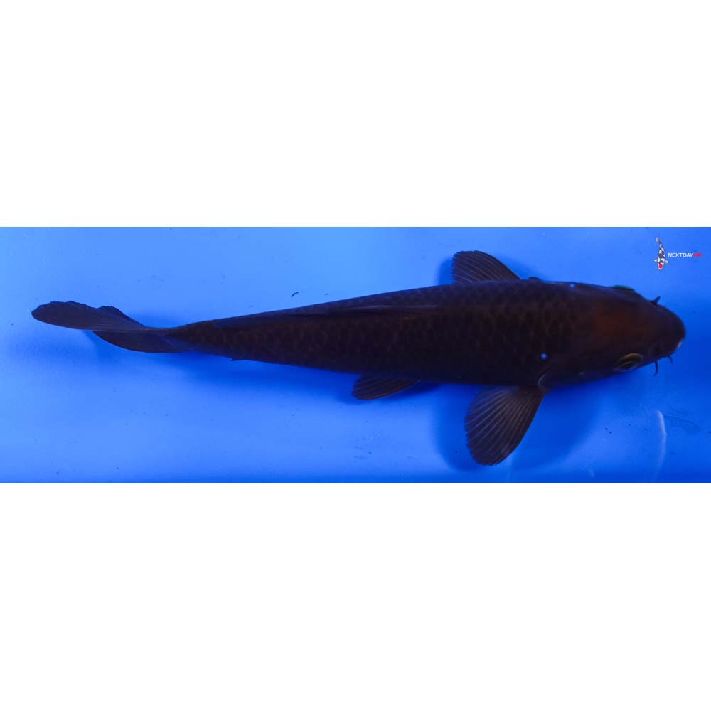 8” Imported Chagoi