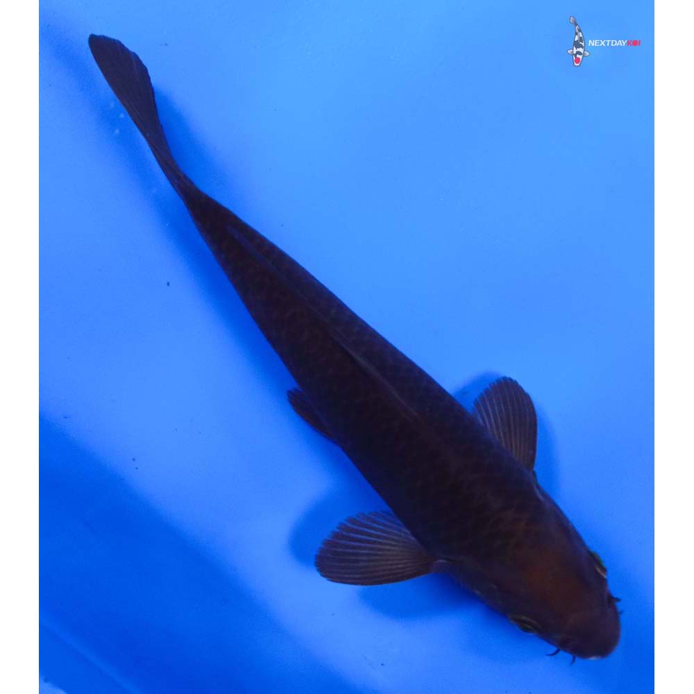 8” Imported Chagoi